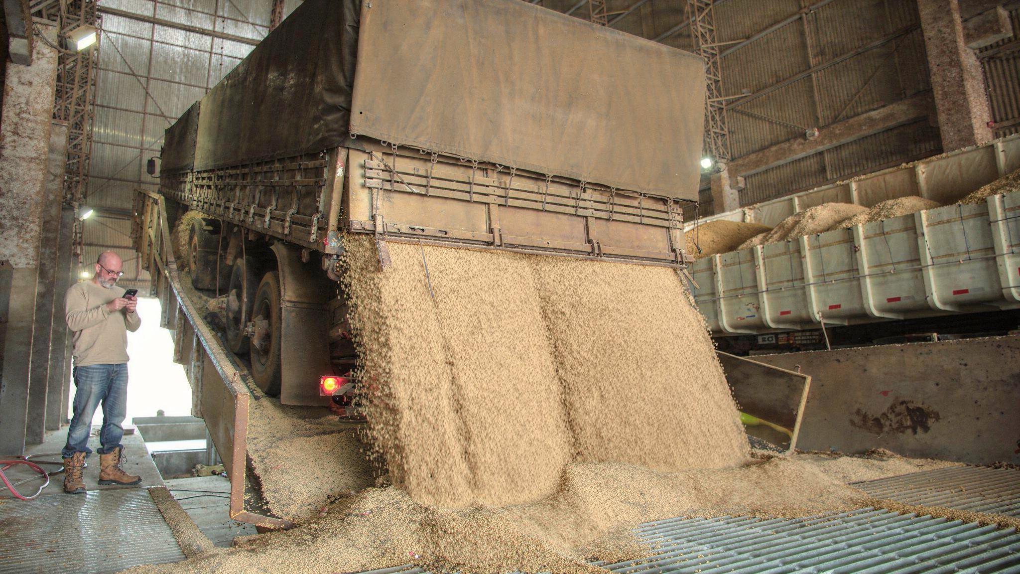 Caminhoneiro descarregando grão e conferindo o celular